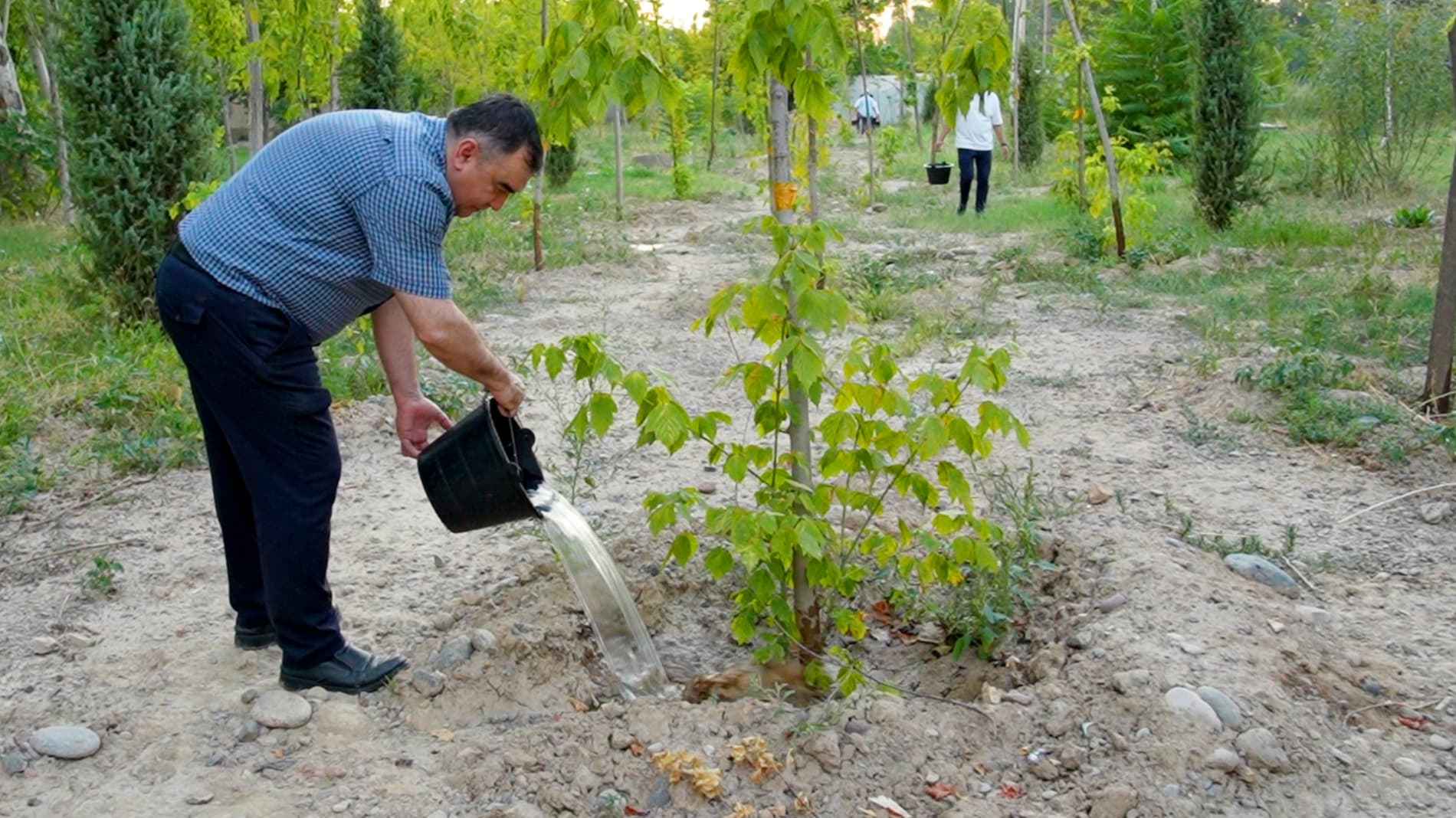 When Is the Best Time to Water Newly Planted Trees and Shrubs During Extreme Heat?