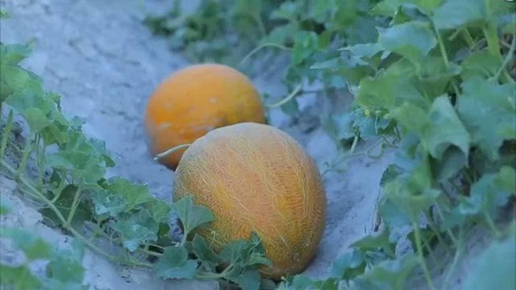 Oqoltin tumanida "Bir kontur – bir mahsulot" tamoyili asosida mahsulot yetishtirishga alohida e’tibor qaratilmoqda.