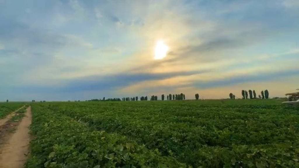 Oqoltin tumanida "Bir kontur – bir mahsulot" tamoyili asosida mahsulot yetishtirishga alohida e’tibor qaratilmoqda.