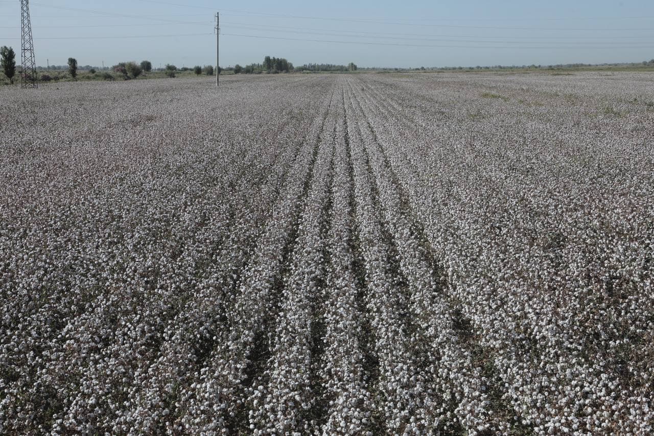 YOSH AGRONOMLAR OQOLTIN DALALARIDA AMALIY TAJRIBA ORTTIRMOQDA