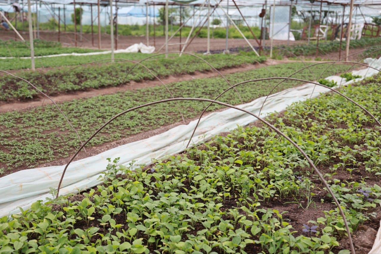 Tomorqa – daromad manbai