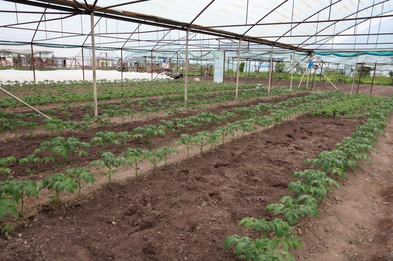 Tomorqa – daromad manbai