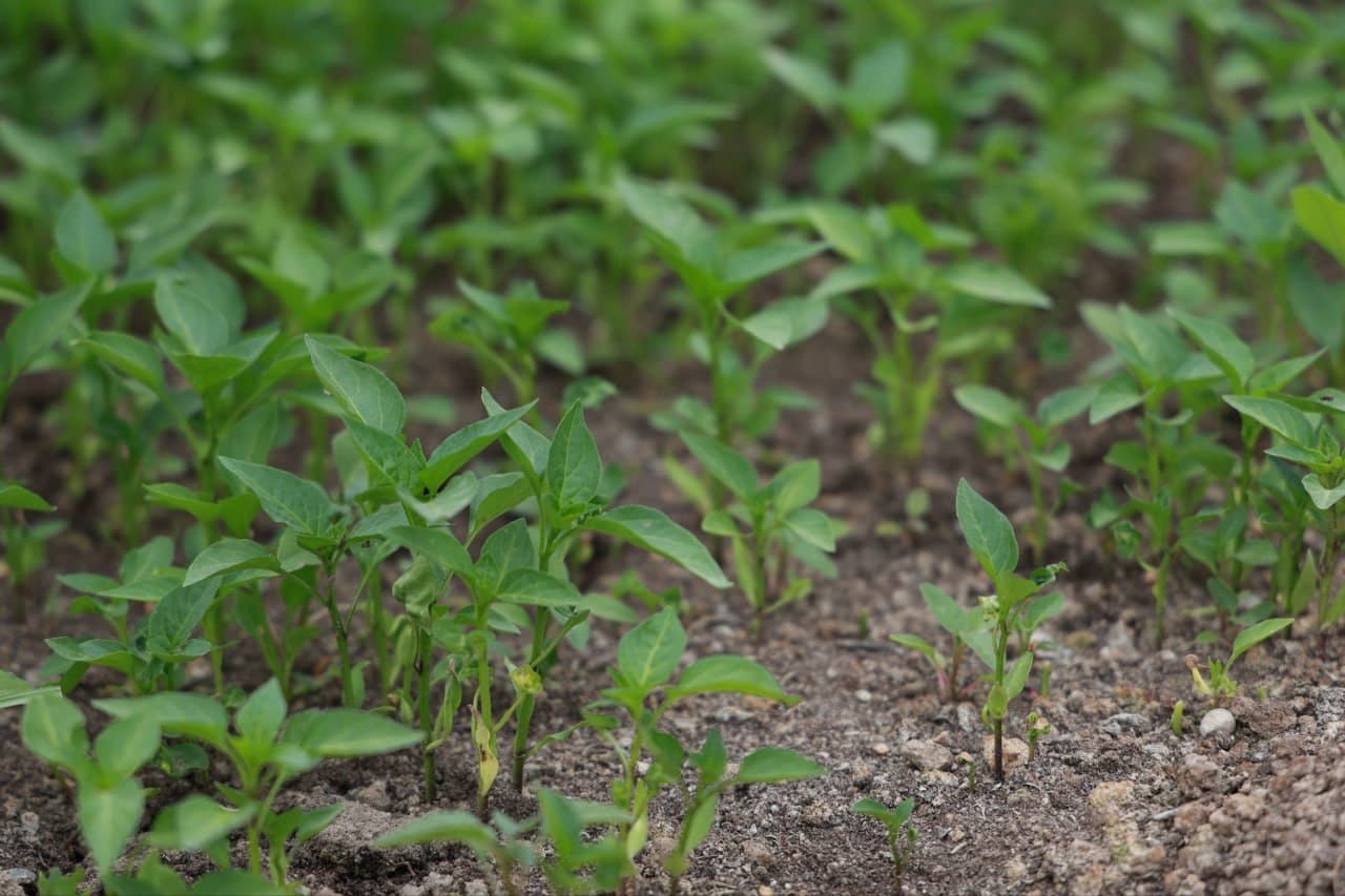 Tomorqa – daromad manbai