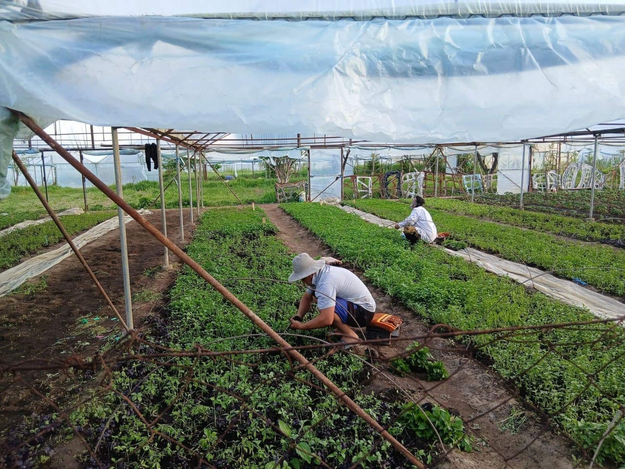 Tomorqa – daromad manbai