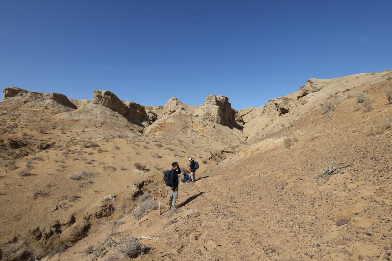 Palaeontological research was carried out at Dzharakuduk site of Navoi region jointly with Japanese scientists
