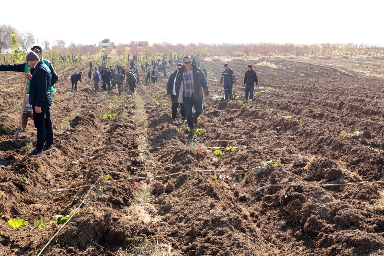 Employees of the Ministry planted saplings in the Akhangaran district as part of the nationwide “Yashil makon” project