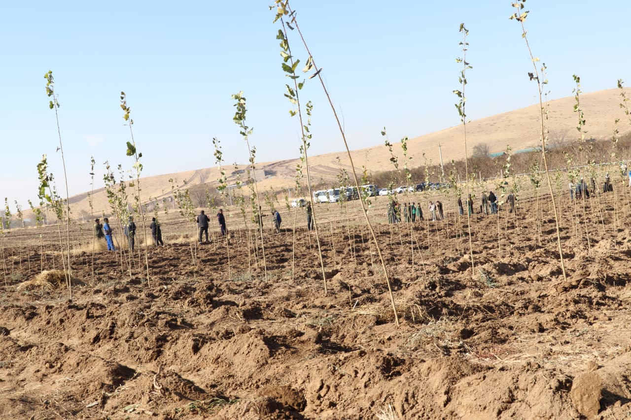 Employees of the Ministry planted saplings in the Akhangaran district as part of the nationwide “Yashil makon” project