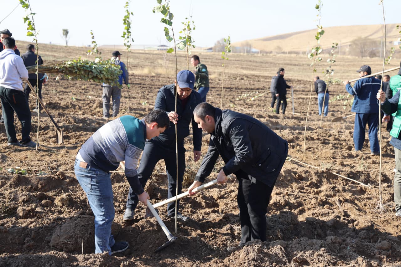 Employees of the Ministry planted saplings in the Akhangaran district as part of the nationwide “Yashil makon” project