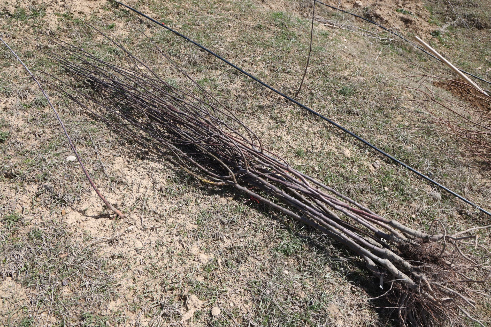 В Бостанлыкском районе высажено 100 деревьев и заложен сад Министерства горнодобывающей промышленности и геологии