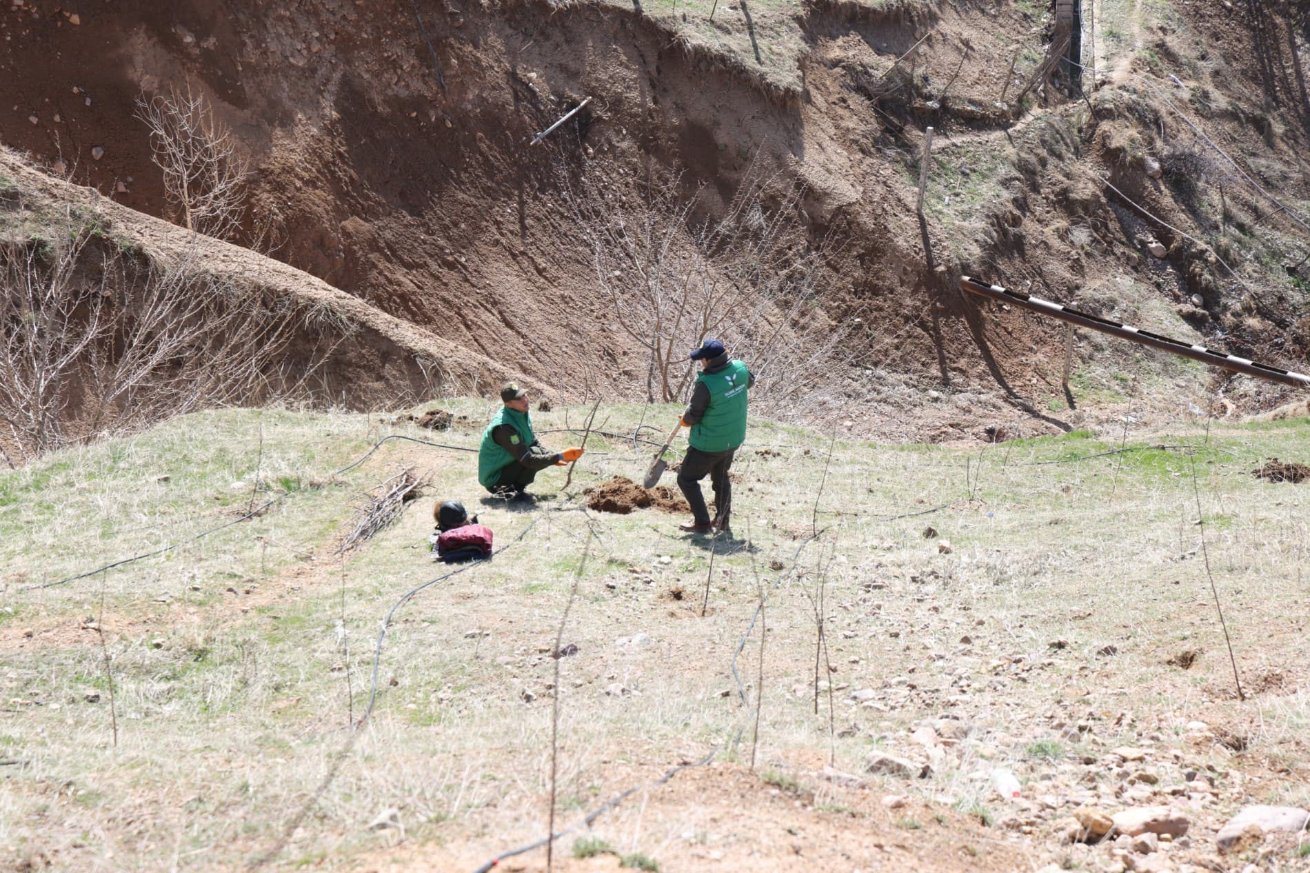 В Бостанлыкском районе высажено 100 деревьев и заложен сад Министерства горнодобывающей промышленности и геологии