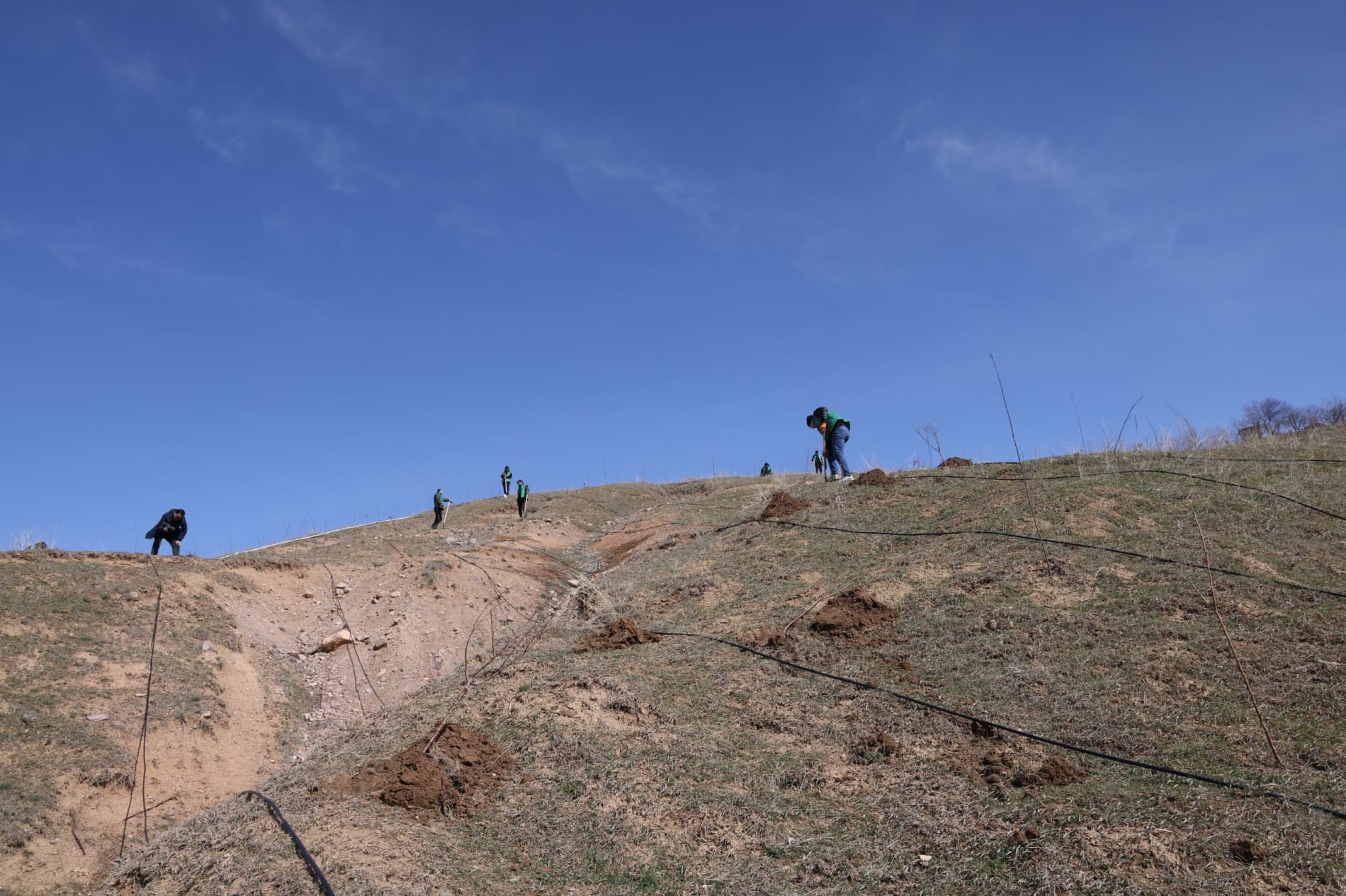 В Бостанлыкском районе высажено 100 деревьев и заложен сад Министерства горнодобывающей промышленности и геологии
