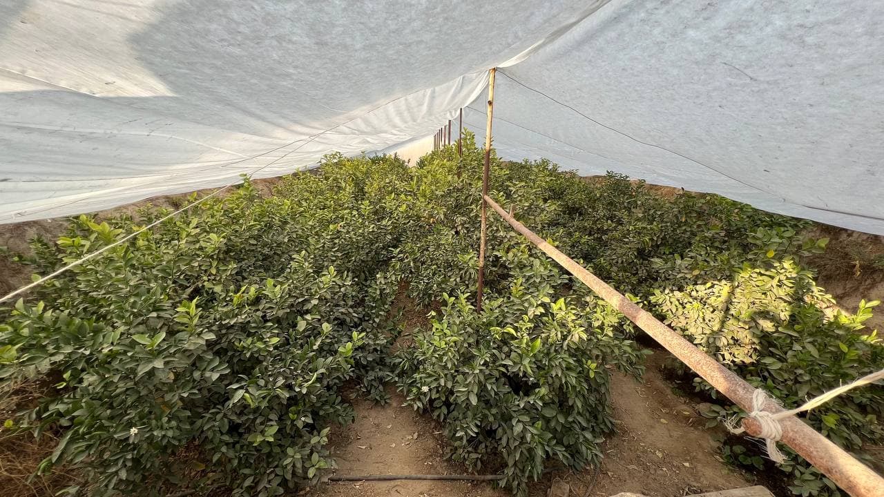 "Qiziloy" mahallasida tomorqachilikni rivojlantirish bo‘yicha amaliy seminar tashkil etildi