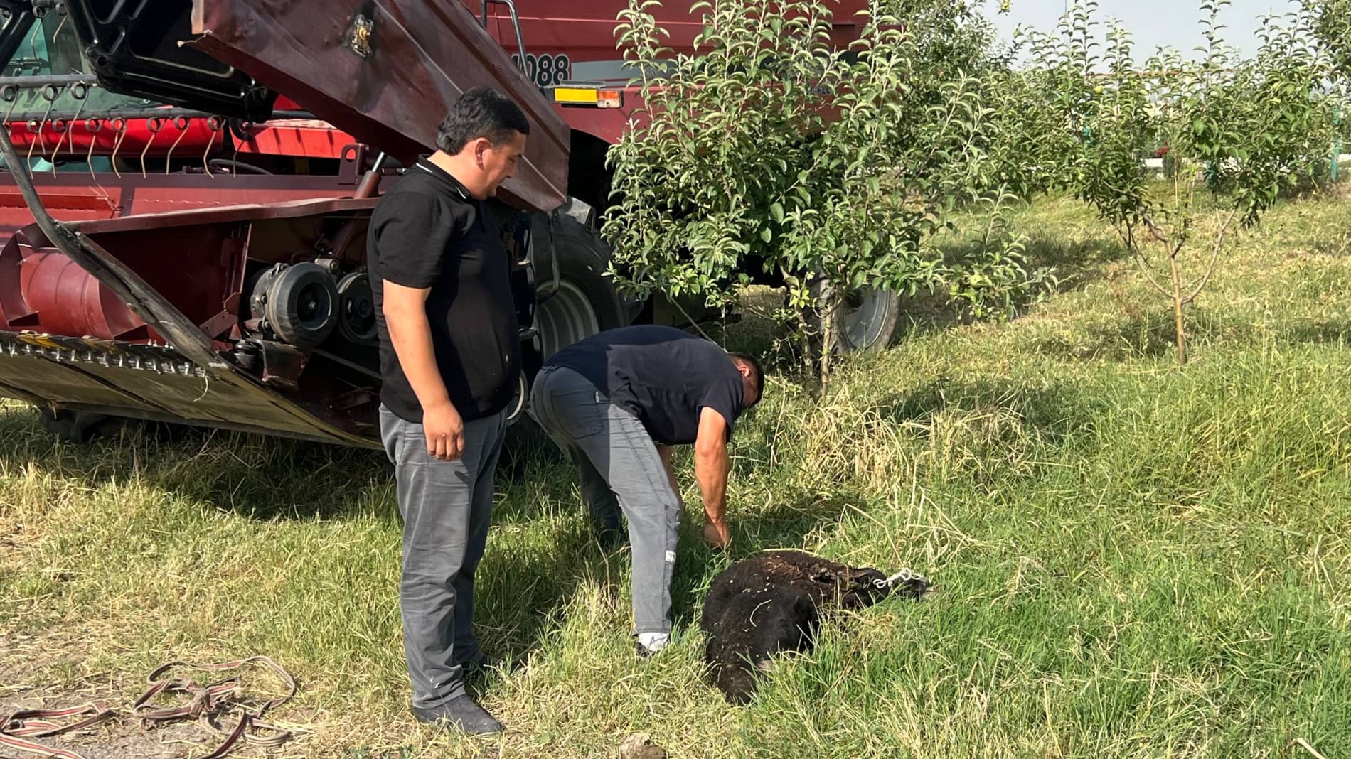 OHANGARON TUMANIDA G‘ALLA O‘RIMI MAVSUMIGA START BЕRILDI
