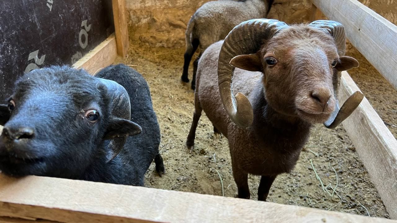 Chorvachilik, ilm-fan va turizm uyg‘unlashgan yangi loyiha: Ohangaronda yangi imkoniyatlar maydoni yaratilmoqda