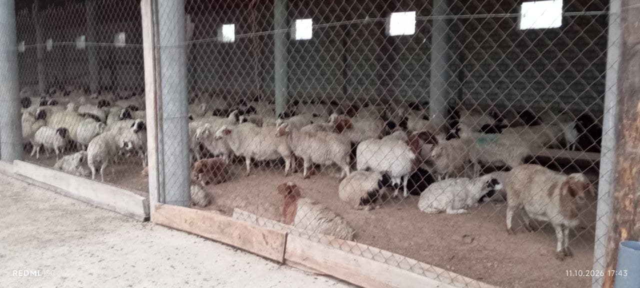 Mo‘g‘ulistondan "Bayat" zotli qo‘ylar olib kelish boshlandi