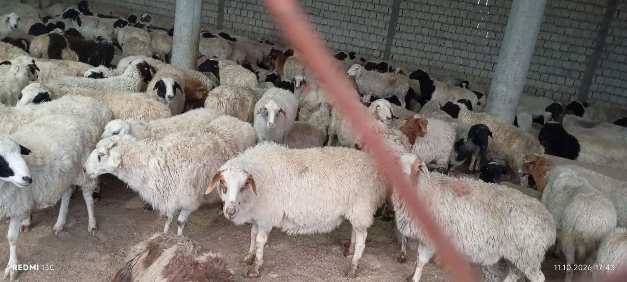 Mo‘g‘ulistondan "Bayat" zotli qo‘ylar olib kelish boshlandi