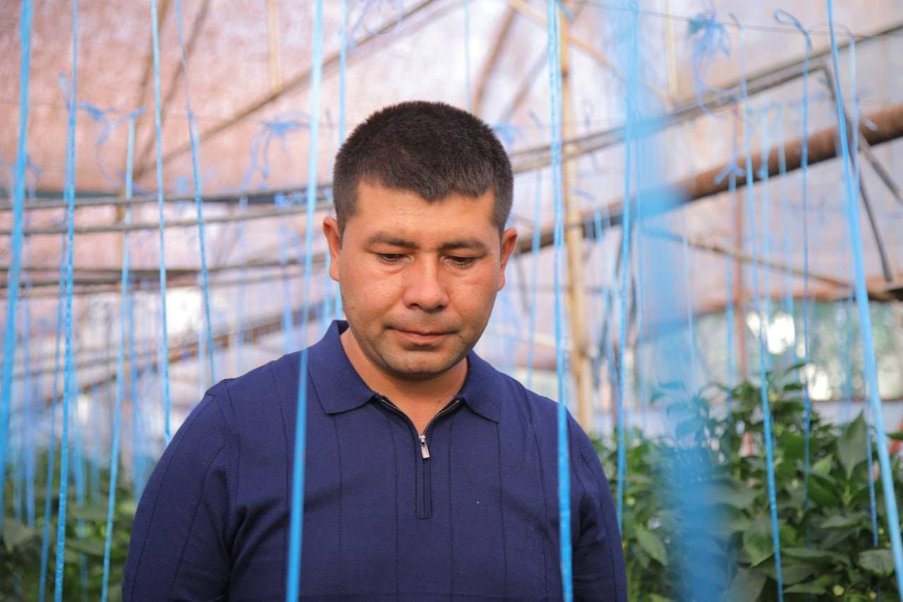 Иссиқхонада булғор қалампири етиштириш — даромадли ташаббус