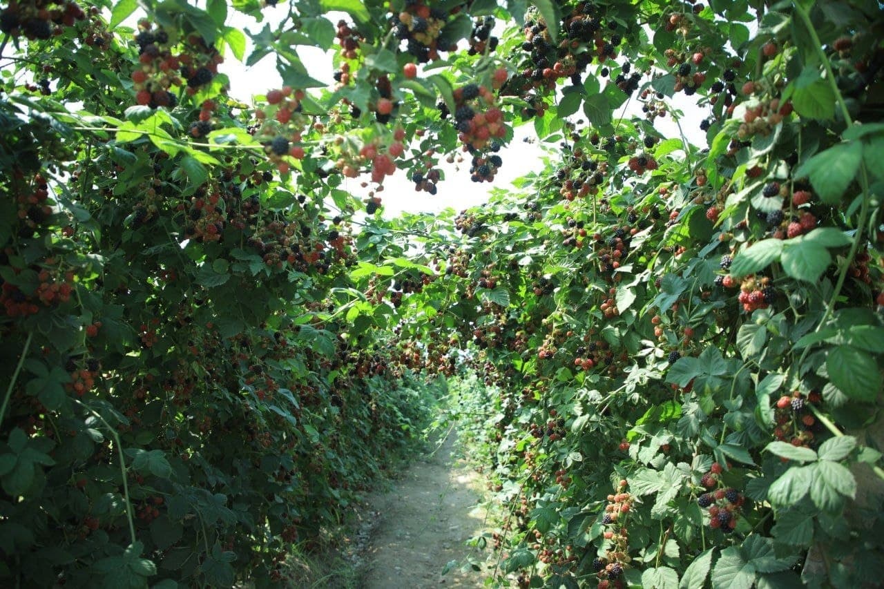 Quvasoyda “Dolzarb qirq kunlik” ijrosi o‘rganildi