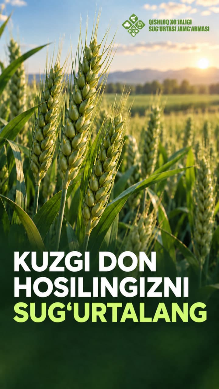 Kuzgi ekish — kelajakdagi hosilga qo‘yilgan poydevor