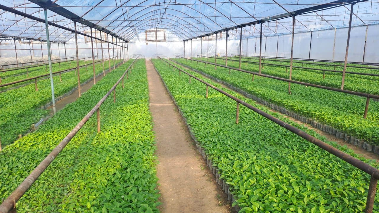 Toshkent viloyati hududlarida xotin-qizlar bandligini taʼminlash va intensiv usulda pillachilik rivojlantiriladi