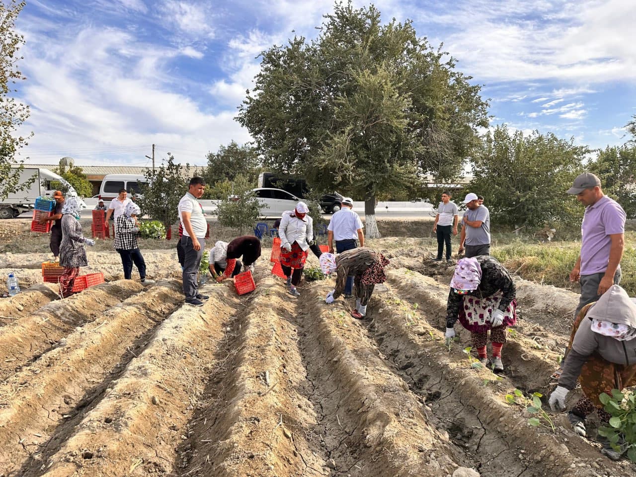 Бухарский район: по принципу "один контур – один продукт" в "Работипойоне" выращивают капусту брокколи