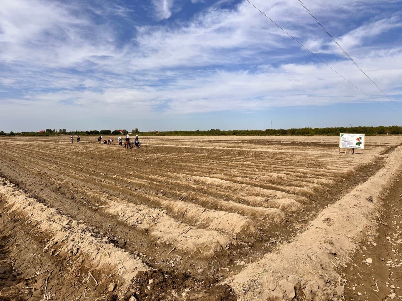 Бухарский район: по принципу "один контур – один продукт" в "Работипойоне" выращивают капусту брокколи