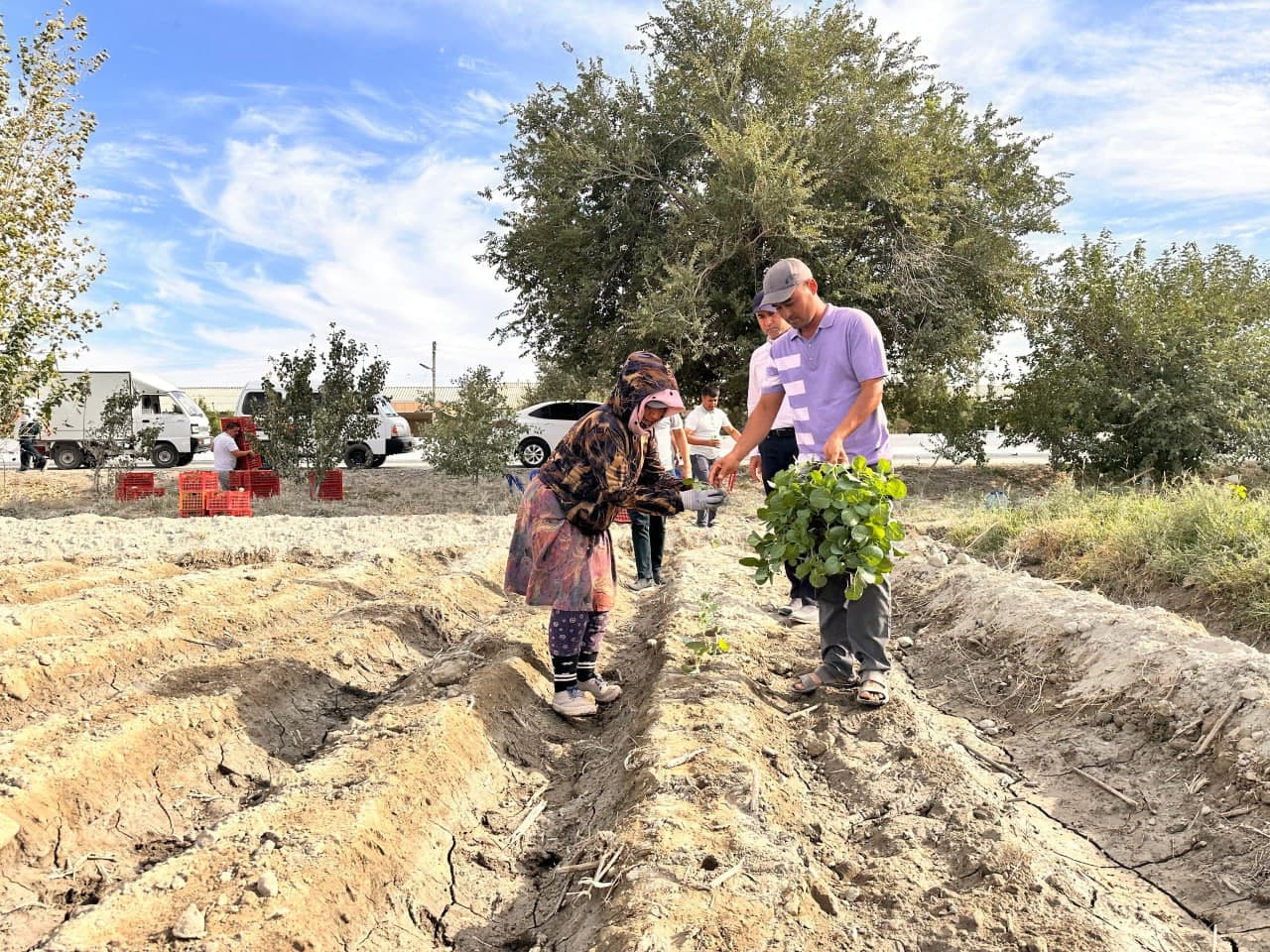 Бухарский район: по принципу "один контур – один продукт" в "Работипойоне" выращивают капусту брокколи