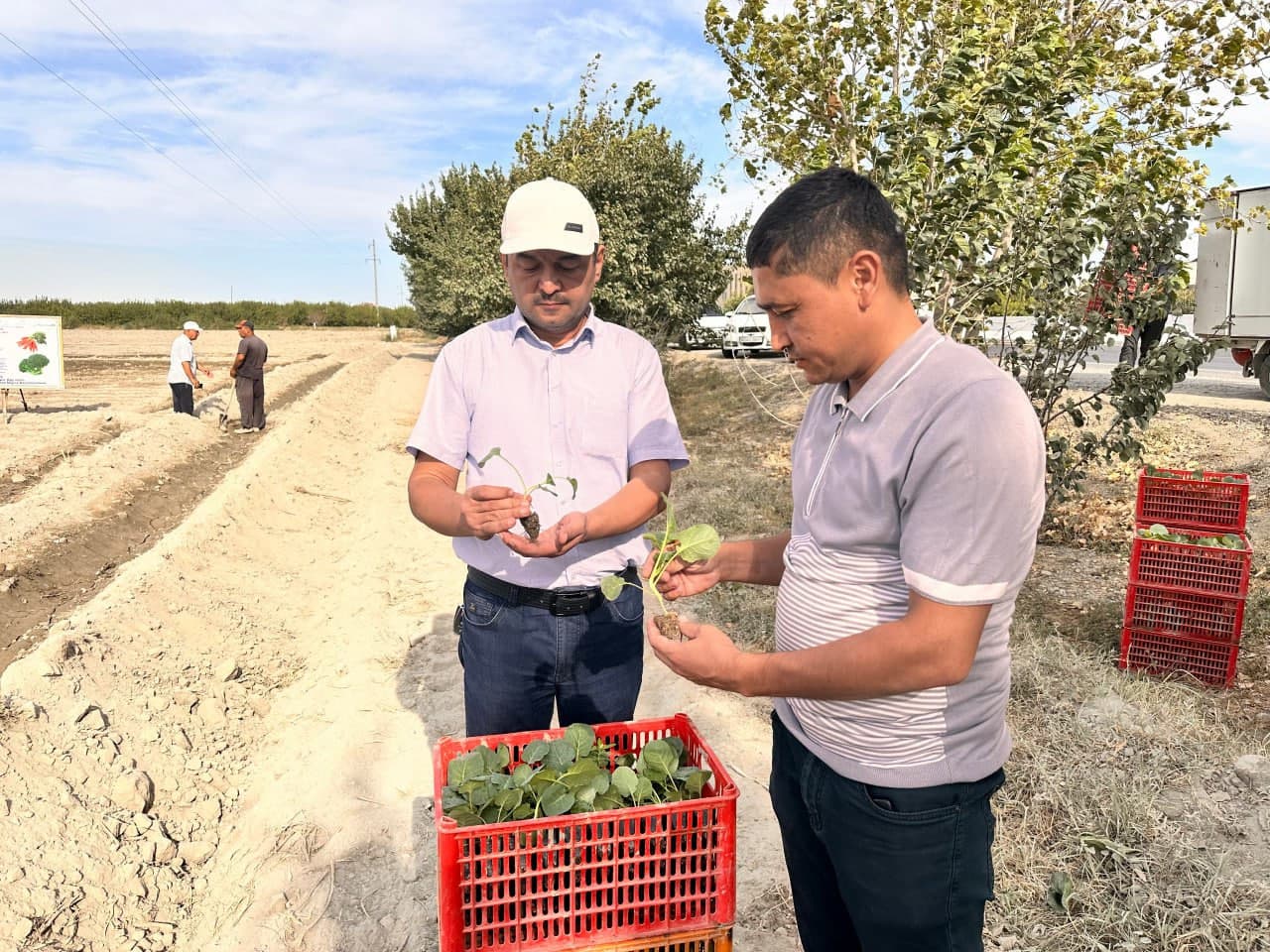 Бухарский район: по принципу "один контур – один продукт" в "Работипойоне" выращивают капусту брокколи