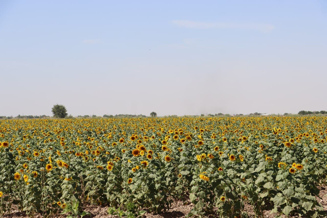 Қоровулбозор: Ғалладан бўшаган майдонларда кунгабоқар етиштирилмоқда