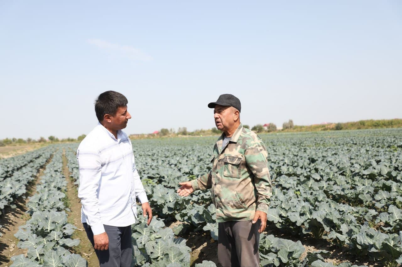 Бухоро тумани: “Бир контур - бир маҳсулот” тамойили асосида броколли карами етиштирилмоқда