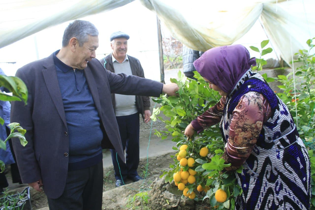 Вобкент: Муҳиба Холова оиласи иссиқхонани кенгайтириш ҳаракатида