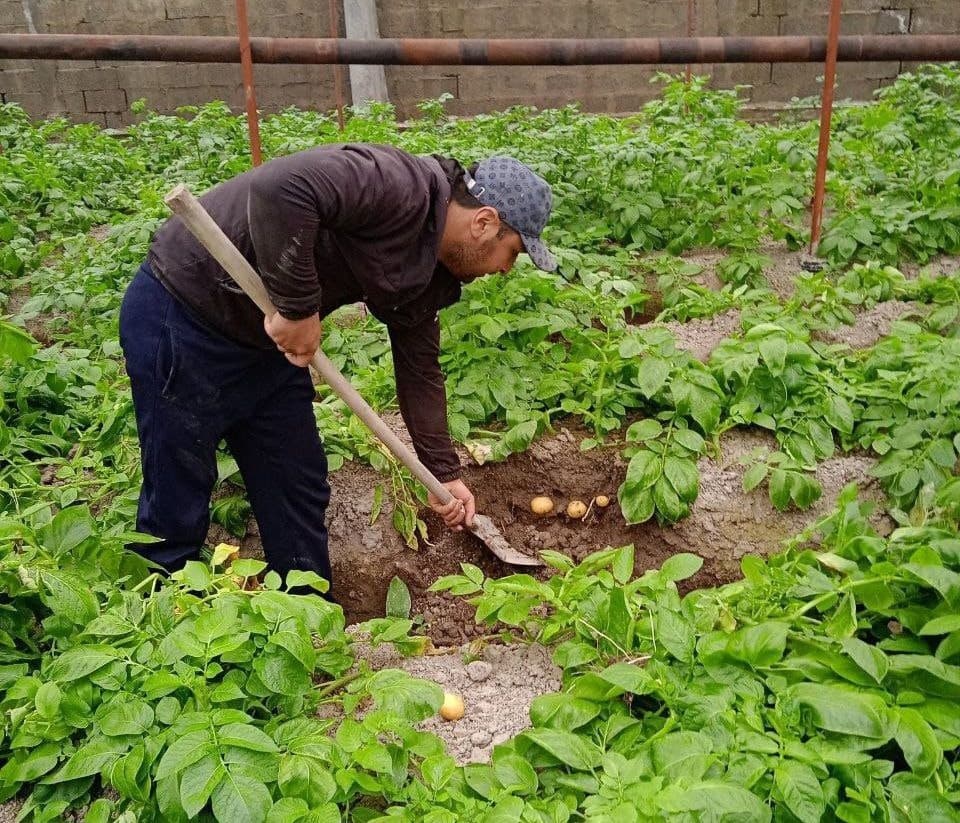 Ромитан: мақсад — иссиқхонани сердаромад бизнес йўналишига айлантириш
