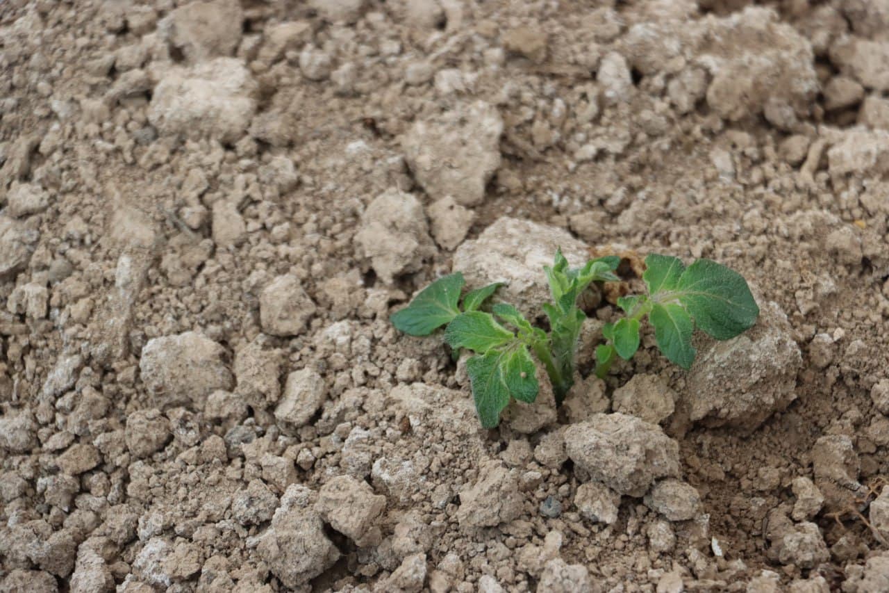 Қоровулбозор: Эгамбердиевлар оиласи иссиқхонасида цитрус мева етиштирилмоқда