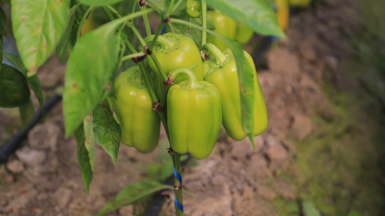 Olot: Anvar momo Umirova 74 yoshida ham issiqxonada mehnatda