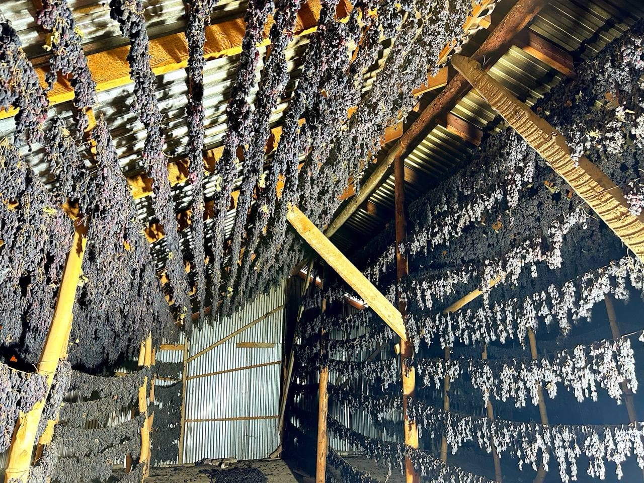 Бухоро тумани: соҳибкорликлар майиз етиштиришда ҳам илғор