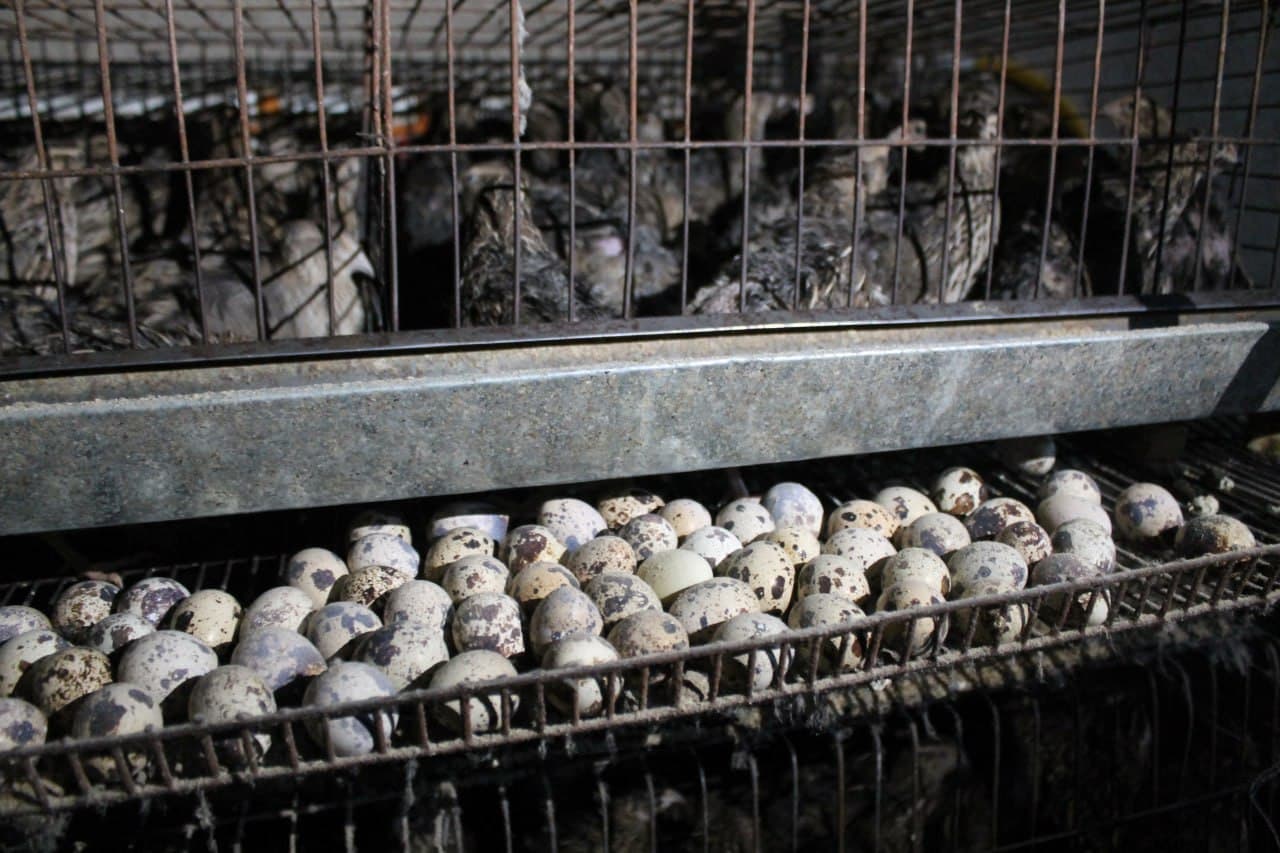 Вобкент: Бешрабодда бедана боқиб, бой бўлаётган миришкорлар бор