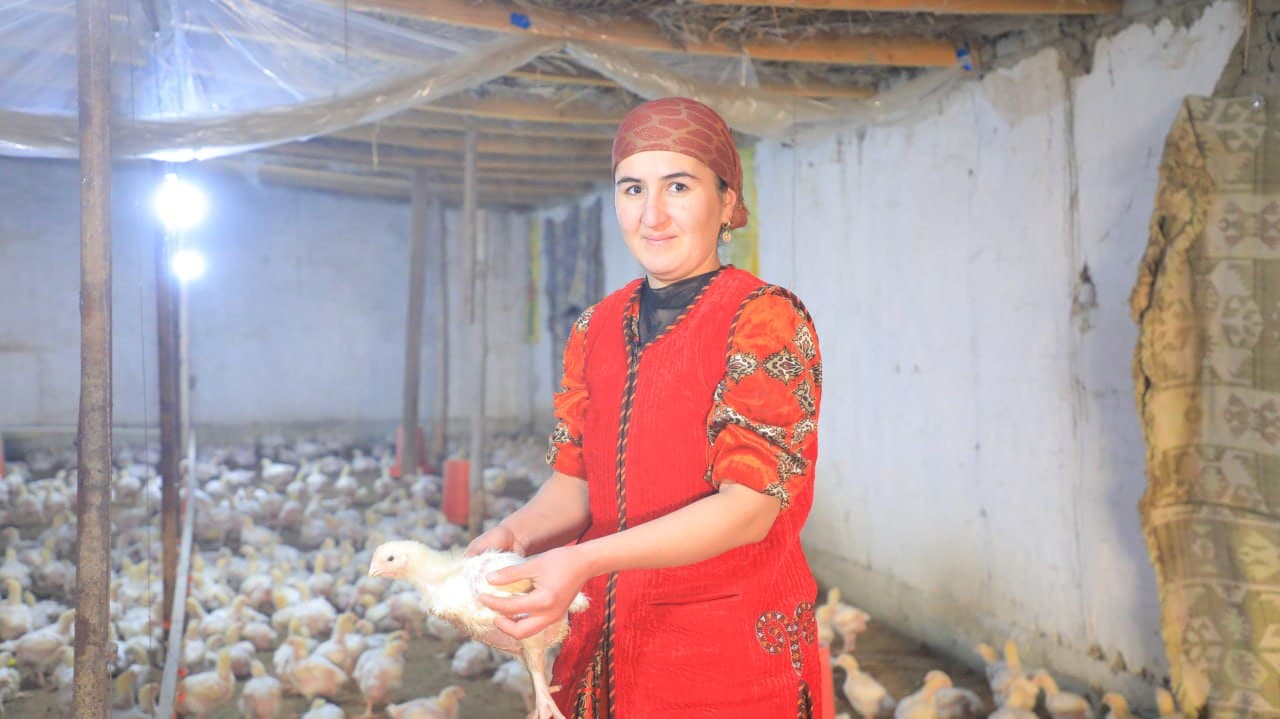 Олот: “Халифа”да Сафаровлар оиласи бройлер жўжа боқиб, катта даромадга эришмоқда