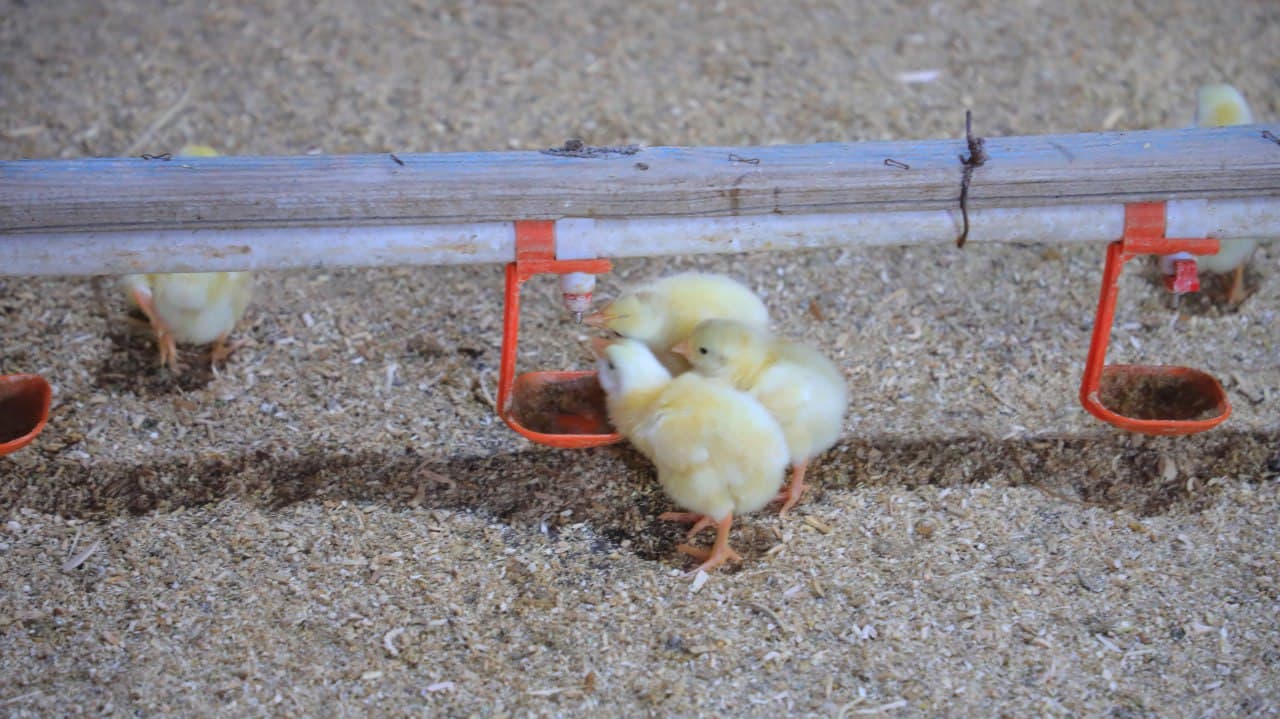 Олот: “Халифа”да Сафаровлар оиласи бройлер жўжа боқиб, катта даромадга эришмоқда