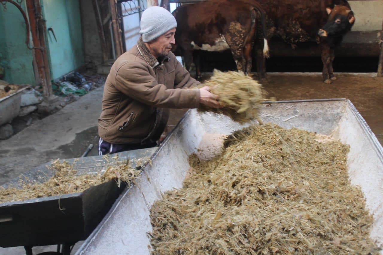 Vobkent: Choʻrikalonda naslli qoramol boqish ommalashmoqda
