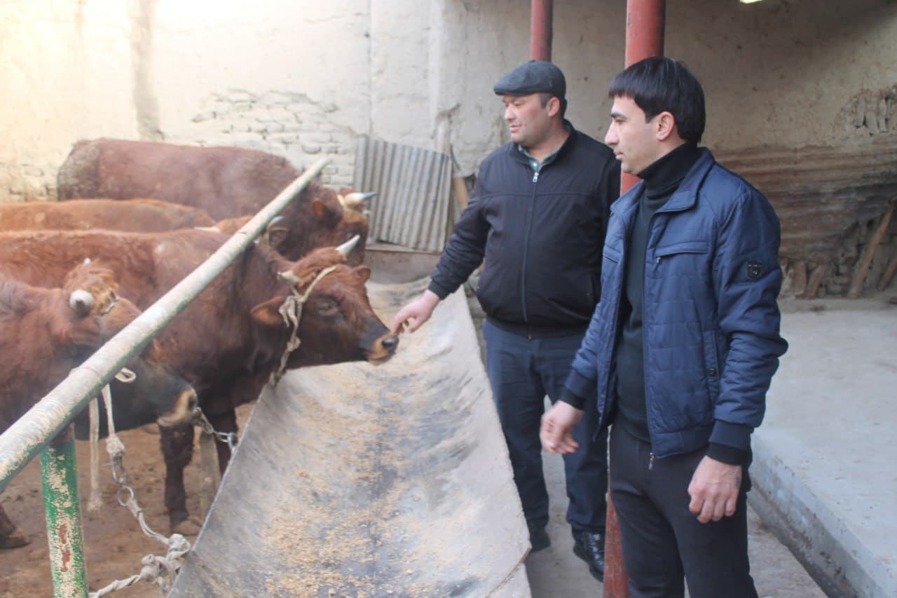 Vobkent: Choʻrikalonda naslli qoramol boqish ommalashmoqda