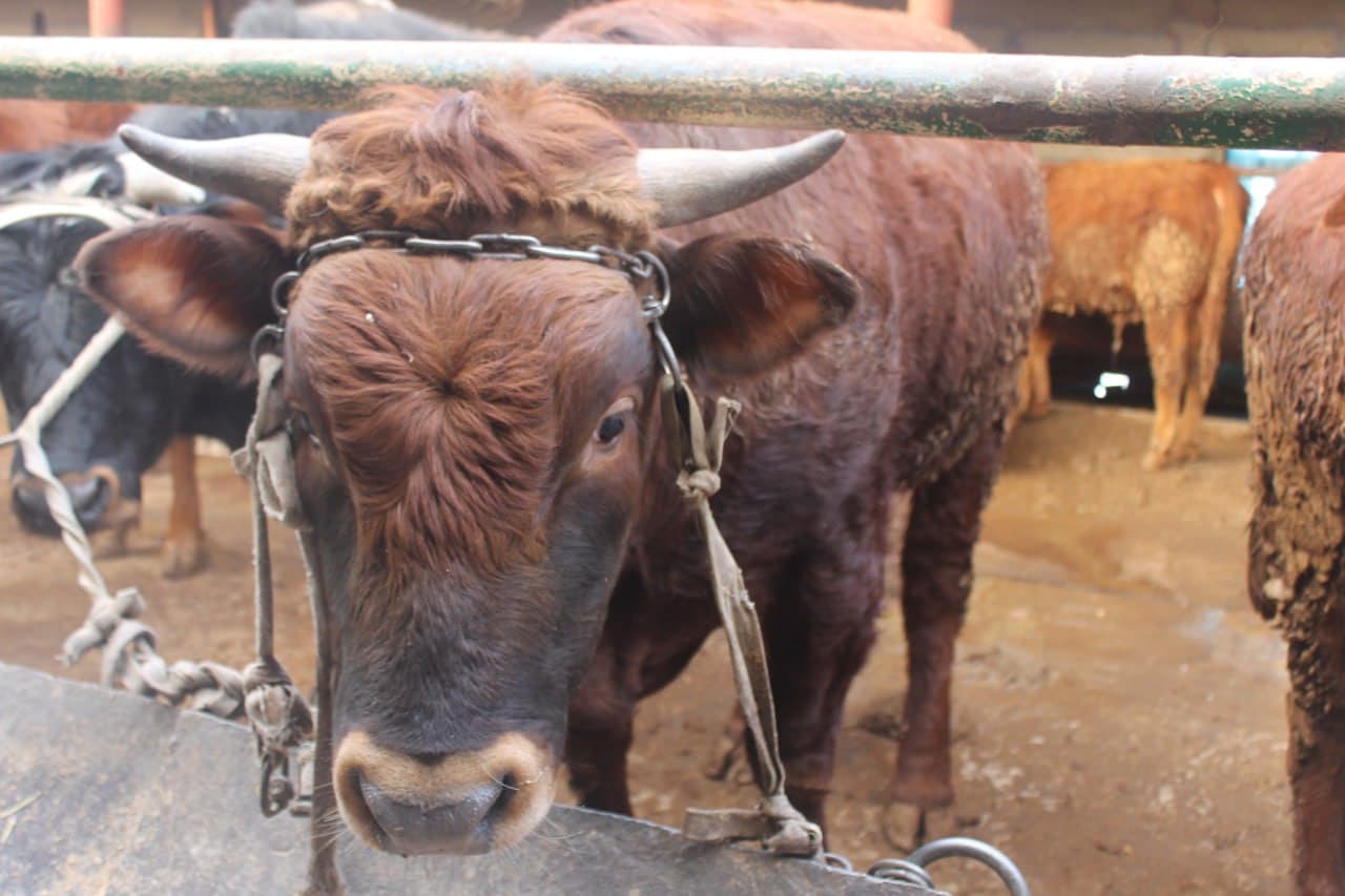 Vobkent: Choʻrikalonda naslli qoramol boqish ommalashmoqda