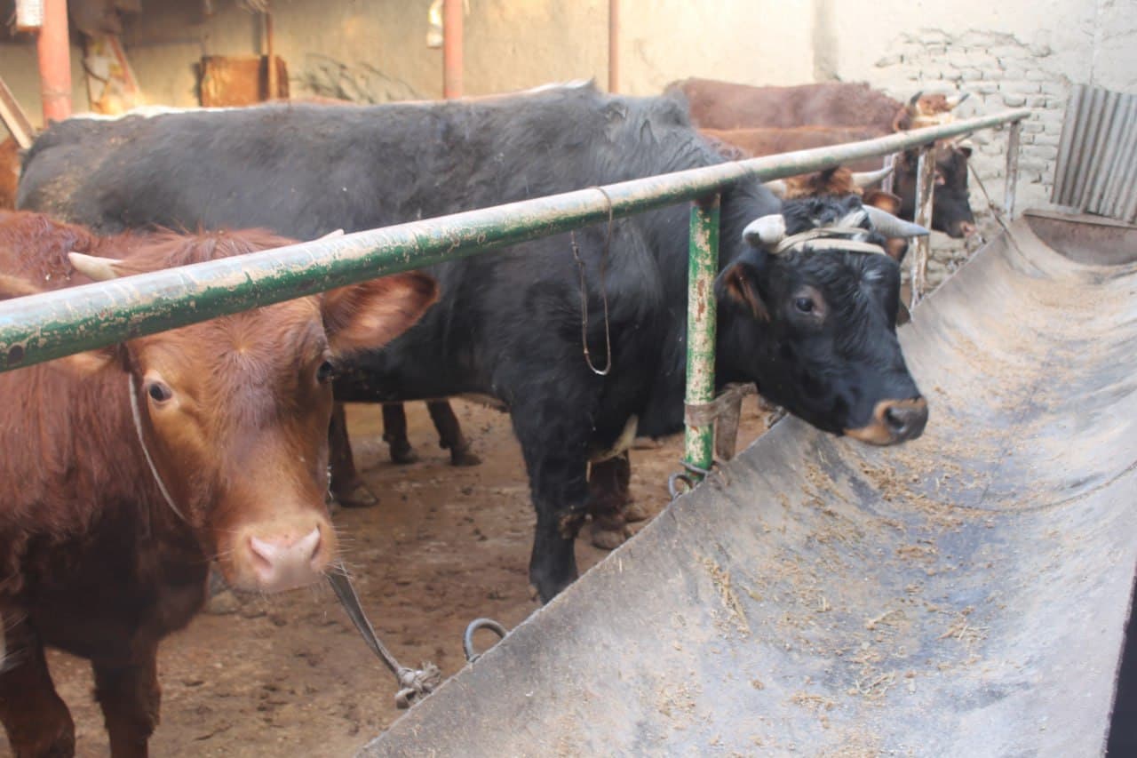 Vobkent: Choʻrikalonda naslli qoramol boqish ommalashmoqda