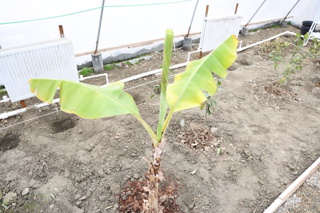 Kogon shahridagi 9-sonli umumtaʼlim maktabi ham oʻz issiqxonasiga ega