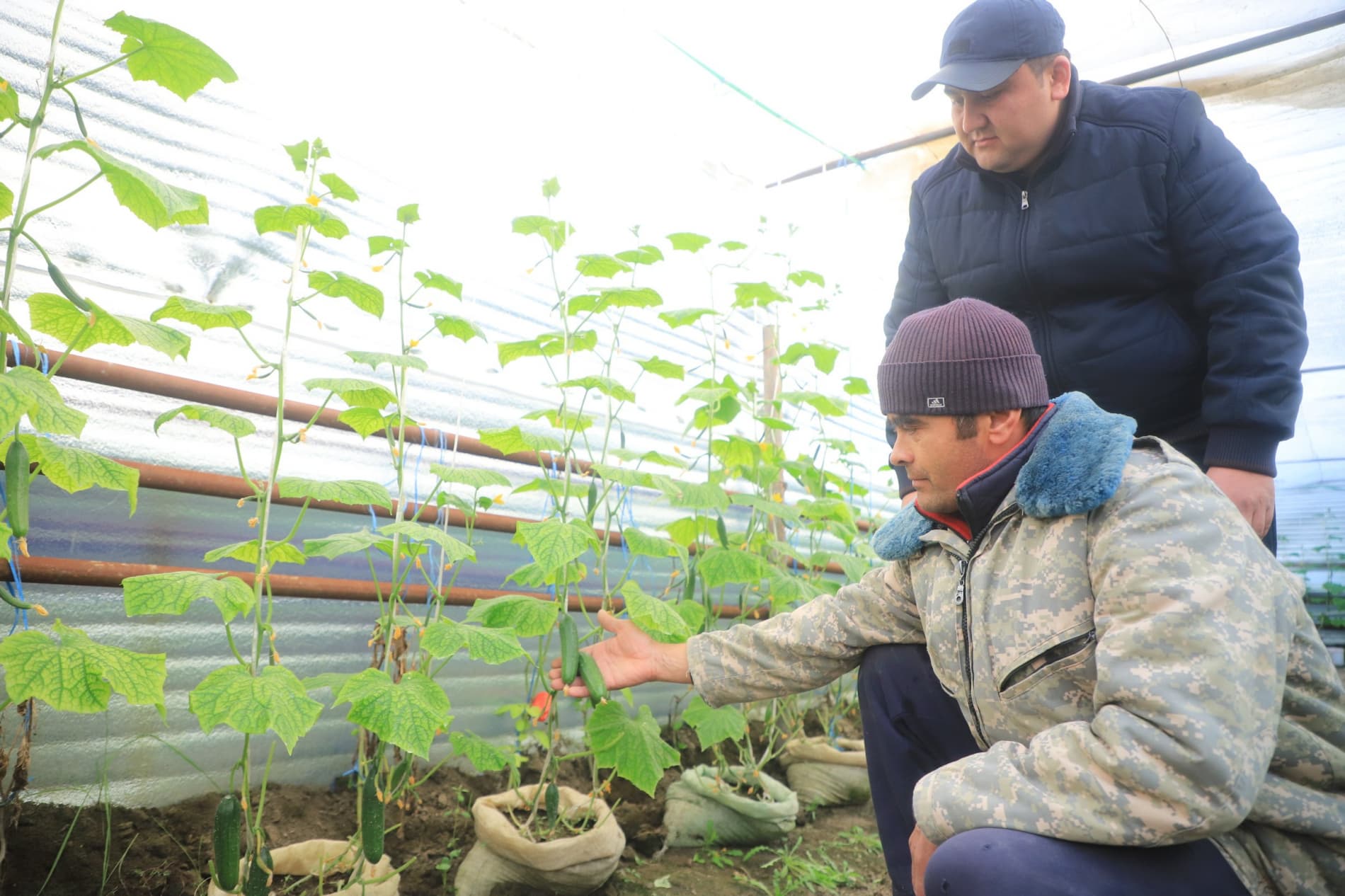 Вобкент: қишда Чорбоғкентдаги иссиқхоналарда ҳам баракали ҳосил етиштирилмоқда
