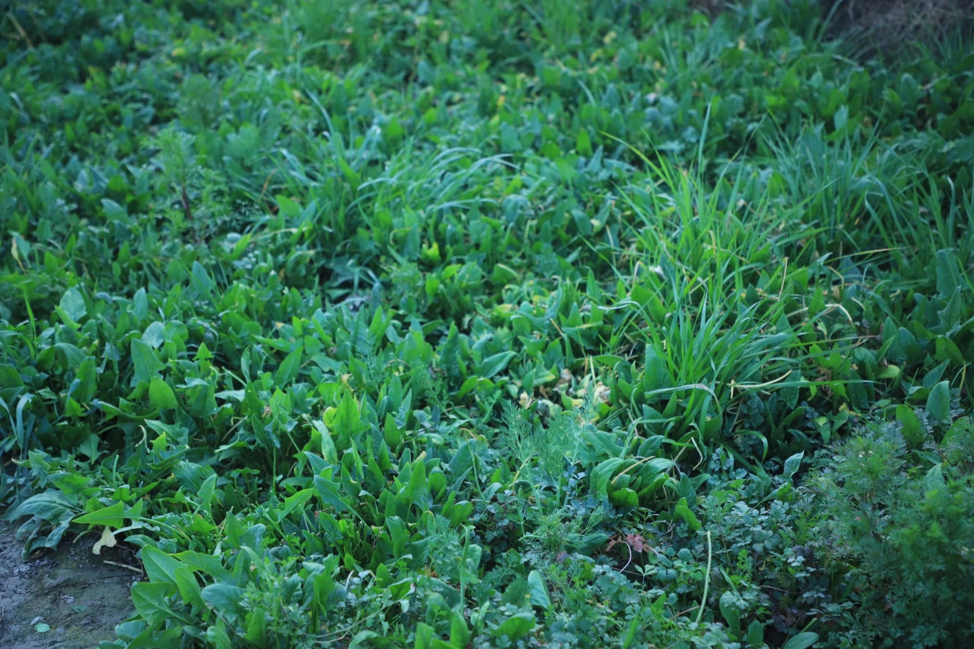 Вобкент: қишда Чорбоғкентдаги иссиқхоналарда ҳам баракали ҳосил етиштирилмоқда