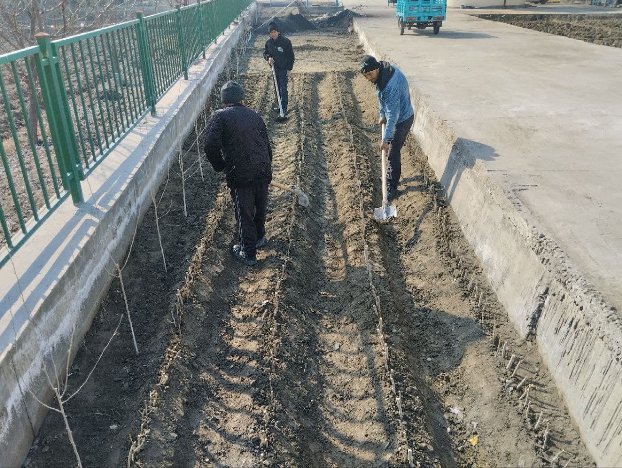 Vobkent: "Yashil makon" doirasida 42 ta umumtaʼlim dargohiga terak qalamchalari oʻtqazilmoqda