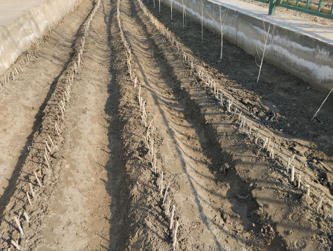 Vobkent: "Yashil makon" doirasida 42 ta umumtaʼlim dargohiga terak qalamchalari oʻtqazilmoqda