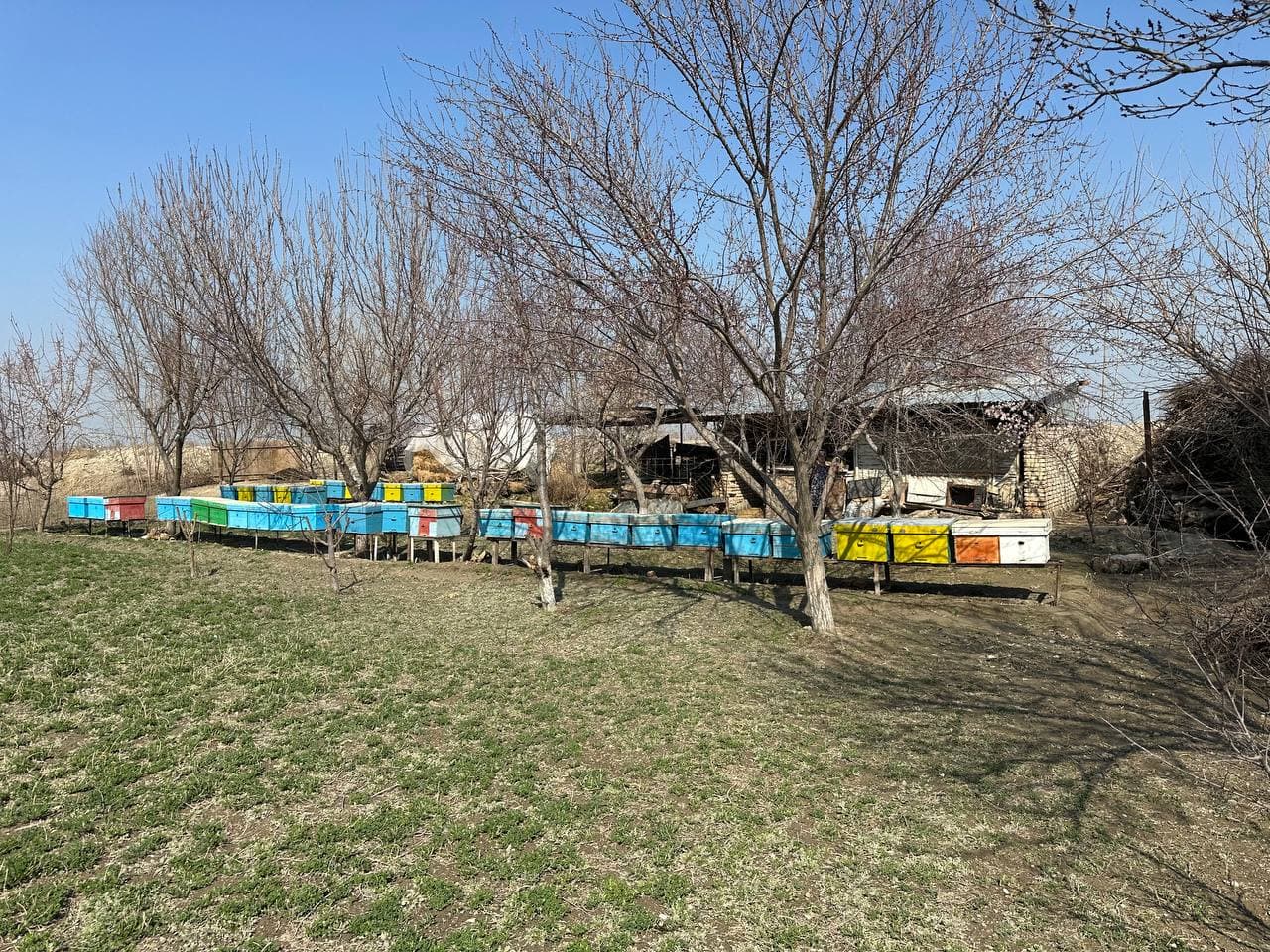 Бухоро тумани: Тилав Содиқов, Алланазар ва Ражаб Худойназаровлар томорқаларида эртанги сабзавот етиштирилмоқда