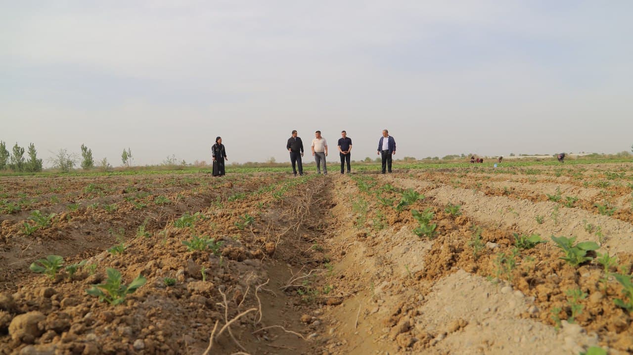 Шофиркон: “Учқун-97” фермер хўжалиги 1,2 гектар ерда сабзавот маҳсулотлари етиштирмоқда