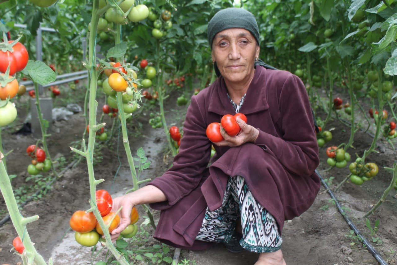 Вобкент: латифсобунгарлик Анвар Файзиев помидор ҳосилини 4 тоннага етказмоқда